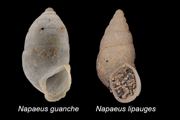 Napaeus guanche and Napaeus lipauges