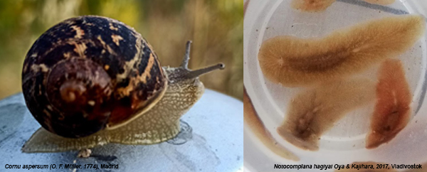 Snail and flat worm