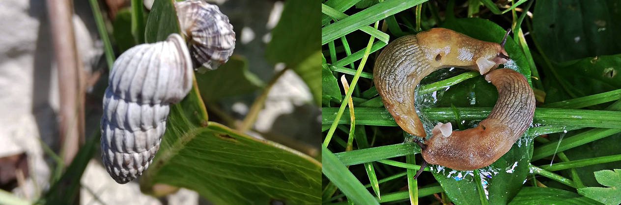 Snail and flat worm