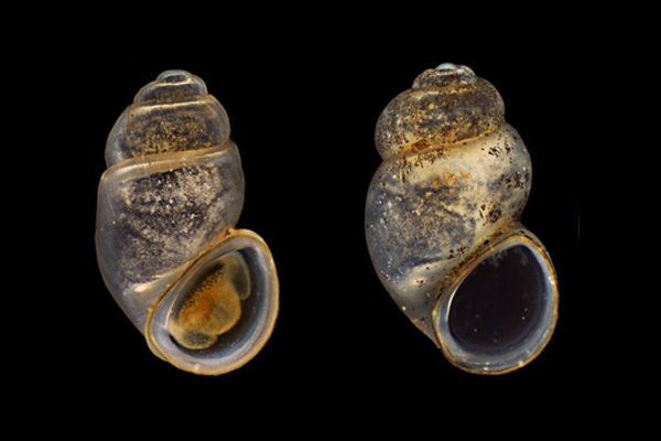 Navarrielinae